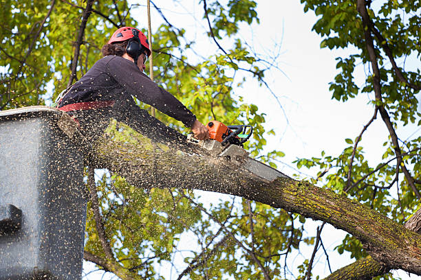 Best Hedge Trimming  in Audubon, IA